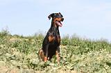 DOBERMANN 599